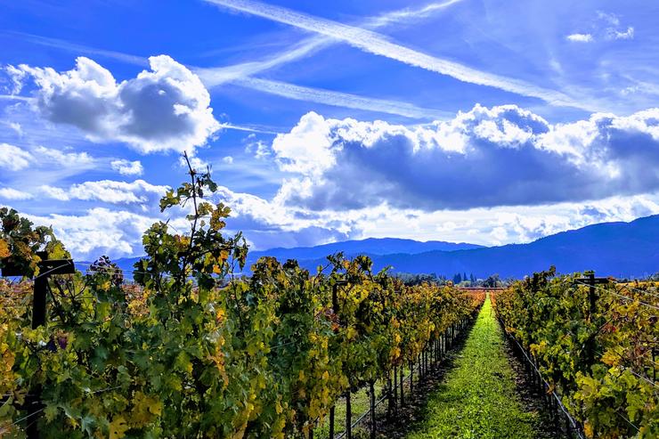 California Photography Print, Napa Valley Landscape, Wall Art, Large Wall Art, Fine Art Photography