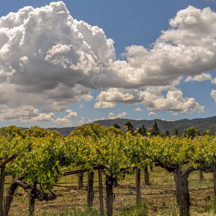 California Photography Print, Napa Valley, Vineyard Landscape Print, Square Large Wall Art, Nature, Home/Office Decor