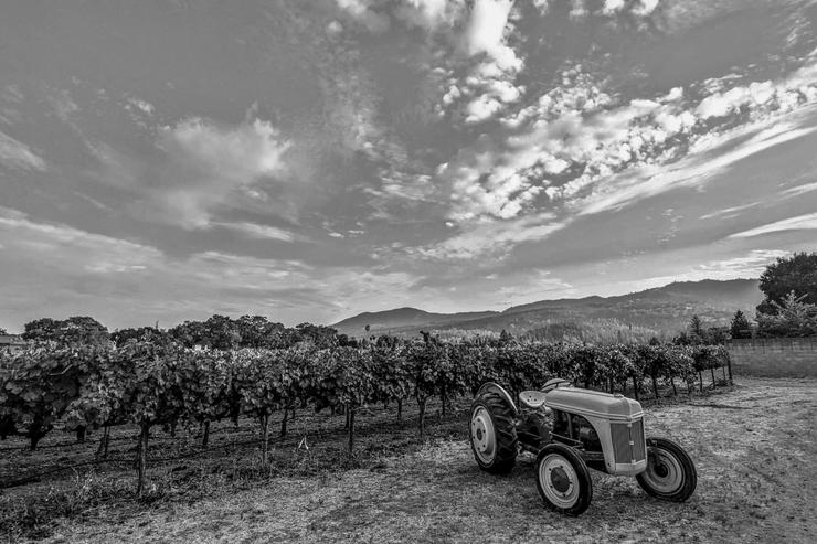 Napa Valley Photography Print, Black and White Photography, Wall Art, California Landscape, Large Wall Art, Nature Home/Office Decor